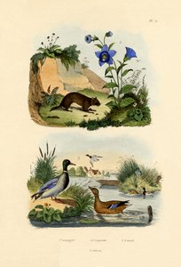 Arvicola di Prateria da French School